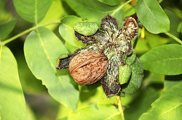 Image showing Ripe walnut on tree