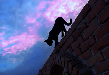 Image showing Cat walking on brick wall