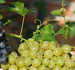 Image showing grapes and vine plant