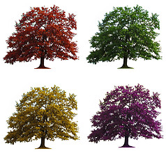 Image showing four oak trees isolated