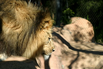 Image showing African Lion (4730)