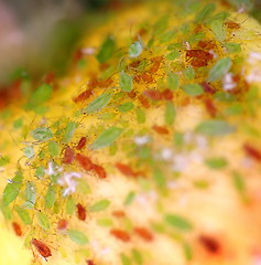 Image showing Aphids (6393)