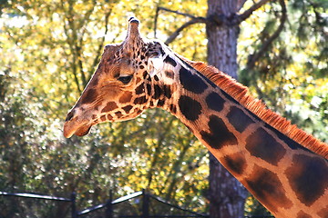 Image showing Baringo Giraffe (4703)