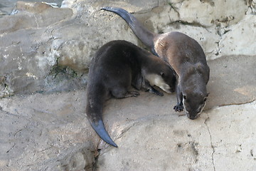 Image showing Otter (4659)