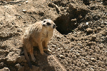 Image showing Meerkat (4709)