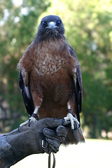 Image showing Red Tailed Hawk (4798)