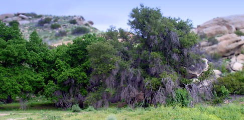 Image showing Santa Susana Mountains