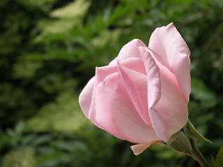 Image showing rose