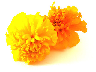 Image showing tagetes