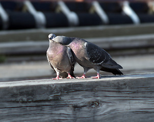 Image showing lover pigeon