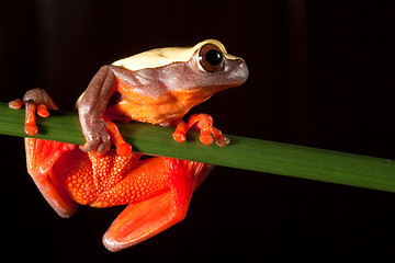 Image showing Hyla triangularum