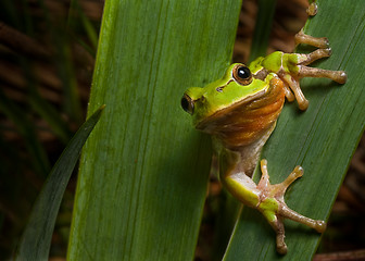 Image showing hyla arborea