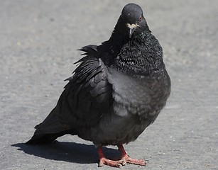 Image showing Pigeon