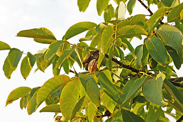Image showing Ripe walnut on tree