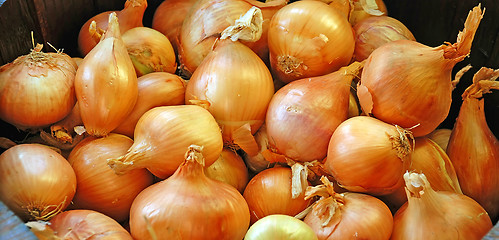 Image showing Orange Onions Background