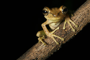 Image showing bolivian tree frog