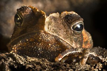 Image showing crested toad