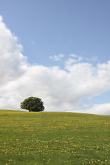 Image showing lonely tree