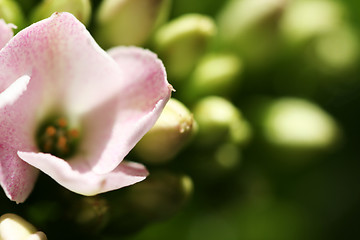 Image showing Beautiful wild flower.