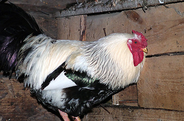 Image showing rooster