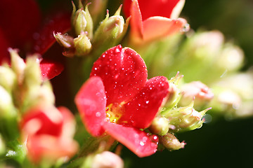 Image showing Beautiful wild flower.