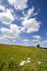 Image showing Chamomiles on green field