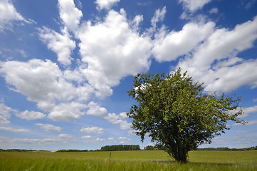 Image showing Tree on field