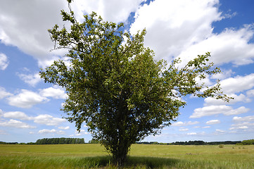 Image showing Tree on corn field