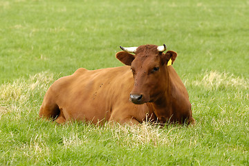 Image showing Brown cow