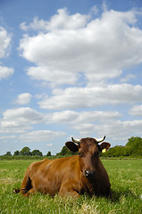 Image showing Cow