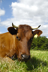 Image showing Cow face