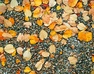 Image showing Autumn wet leaves background over rocks