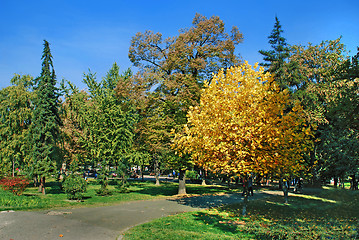 Image showing Autumn park landscape