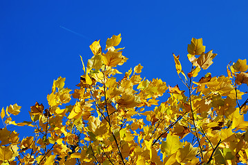 Image showing Yellow autumn leaves blue sky