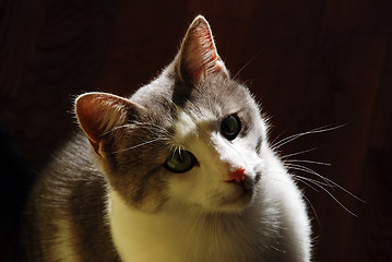 Image showing cat indoor in back light