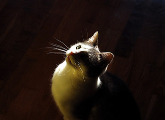 Image showing cat indoor in back light