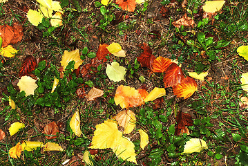 Image showing Autumn wet leaves background