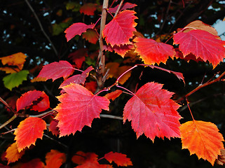 Image showing Red autumn leaves