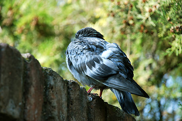 Image showing rock pigeon