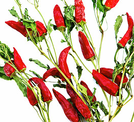 Image showing Dry red hot chilly papers backgrounds