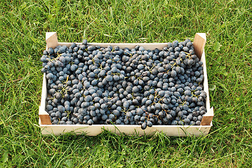 Image showing blue grapes over green grass