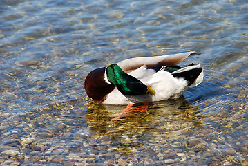 Image showing Duck on water - Hygiene