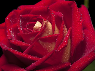 Image showing Rose macro