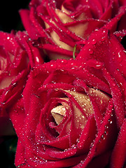 Image showing Roses macro