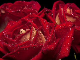 Image showing Roses macro