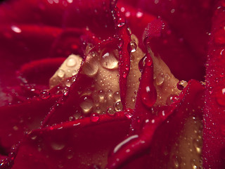 Image showing Rose macro