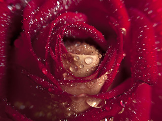 Image showing Rose macro