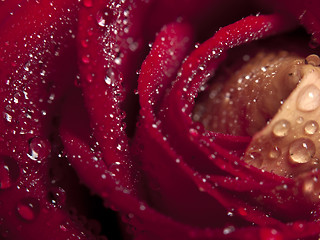 Image showing Rose macro