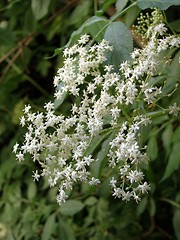 Image showing elder