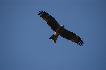 Image showing eagle